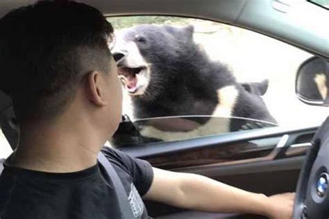 动物园两只黑熊大打出手，女孩急坏忙劝架，“快别打了，出人命啦！”_凤凰网视频_凤凰网