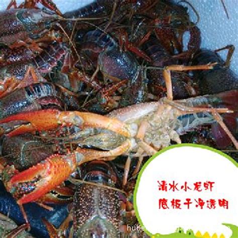 潜江龙虾 - 快懂百科