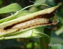 玉米螟虫图片
