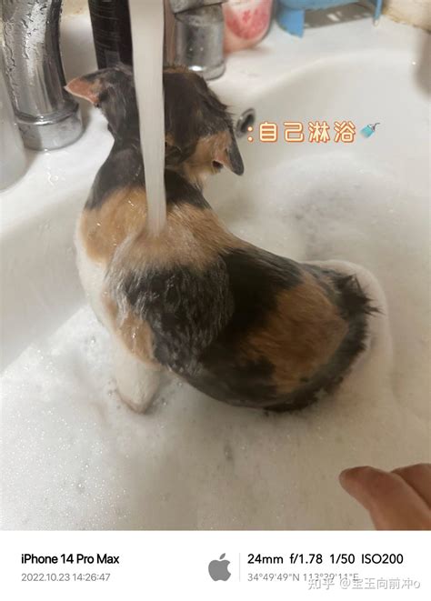 给猫咪洗澡用什么沐浴露好？ - 知乎