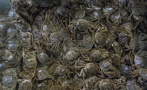 淡水蟹爬行的特写镜头高清图片下载-正版图片600058982-摄图网