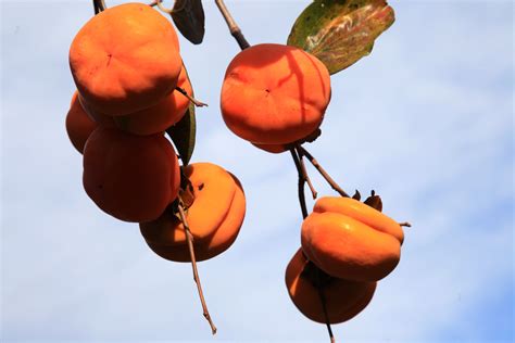 挂满果的柿子树高清图片下载_红动中国