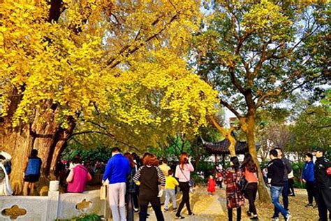 2019古银杏树公园-旅游攻略-门票-地址-问答-游记点评，上海旅游旅游景点推荐-去哪儿攻略