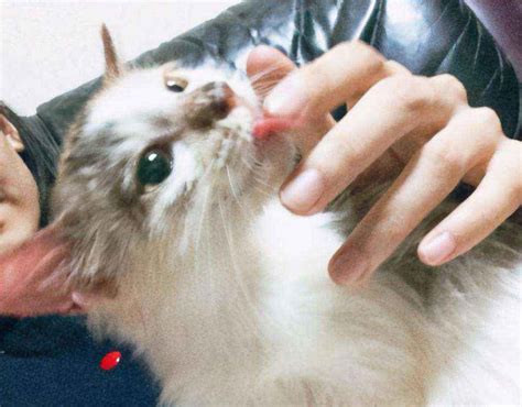 猫咪舔你的手代表什么（猫主动舔你的手指是怎么回事）-大盘站 - 大盘站