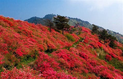 满山红的样子,满山红,满山红与红菇的图片_大山谷图库