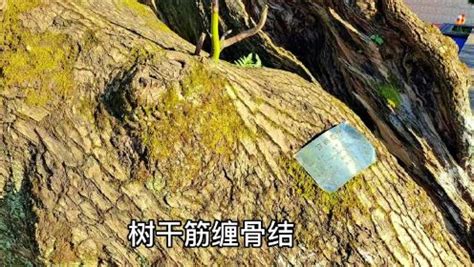 平川古樟：像敞开爷们胸怀的汉子_高清1080P在线观看平台_腾讯视频