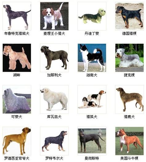 178种狗狗品种大全，原来按体型智商都是这么分！ - 知乎