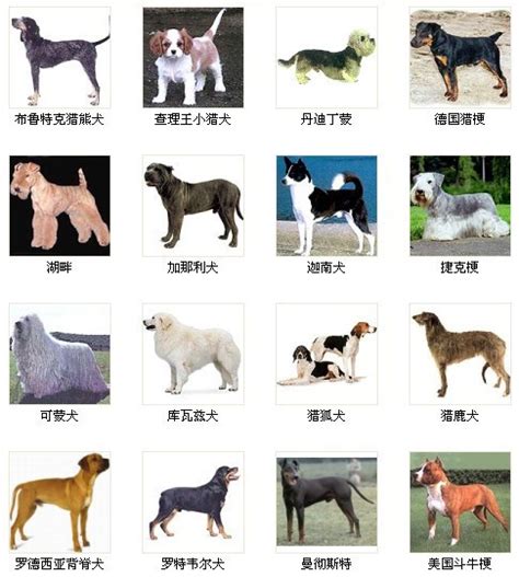 宠物小犬品种大全,犬种大全品种_大山谷图库