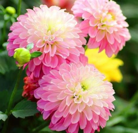 5种花适合夏天养，开花爆盆花期长，花色鲜艳，适合种在庭院观赏__财经头条