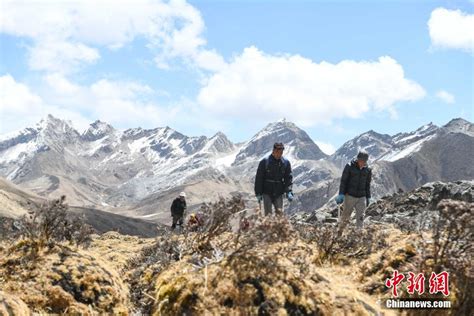 西藏开启冬虫夏草采挖季