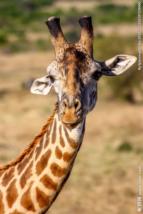 长颈鹿,网状长颈鹿,垂直画幅,褐色,式样,野生动物,无人,全身像,白色背景,背景分离摄影素材,汇图网www.huitu.com