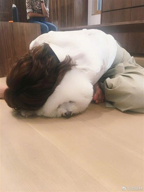 熊黛林抱爱犬图片