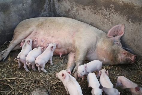 养猪过程中，应该怎样挑选优秀的后备母猪？ - 猪好多网