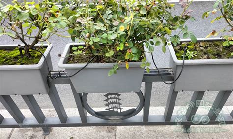 组合花箱为什么在街道景观中深受欢迎？ - 组合花箱为什么在街道景观中深受欢迎？