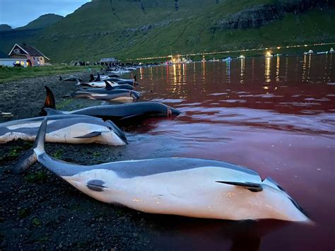 丹麦：近1500只白边海豚遭残忍屠杀 海水被染红尸体摆满海岸_新浪图片