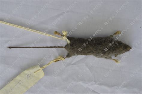 小缺齿鼩鼱 Chodsigoa lamula - 物种库 - 国家动物标本资源库