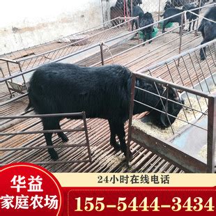 黑山羊怀孕母羊价格 带羔三个月黑山羊70-90斤山羊羊苗送货到家-阿里巴巴