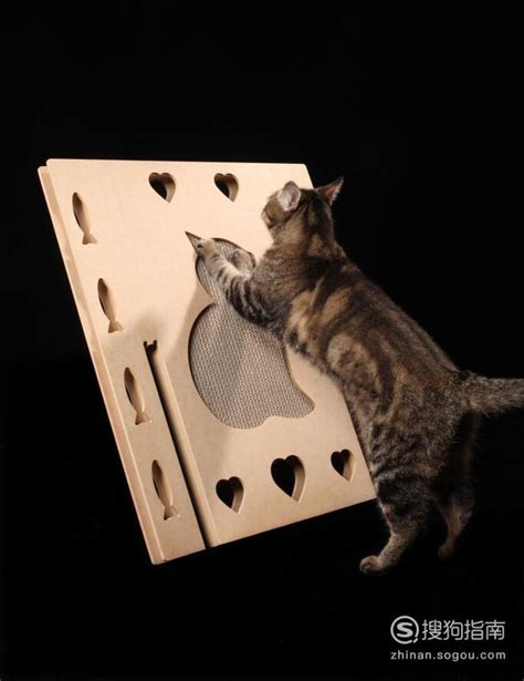 如何训练幼猫用猫抓板，如何让小猫学会用猫抓板-酷派宠物网