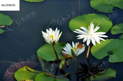 白莲花图片