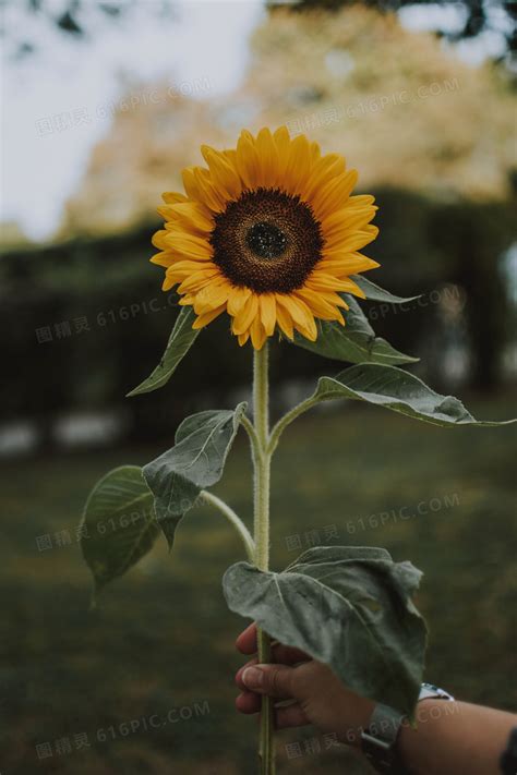 一朵向日葵头像图片