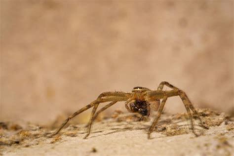 中国的黑寡妇（蜘蛛目Araneae 球蛛科Theridiidae 寇蛛属Latrodectus） - 知乎