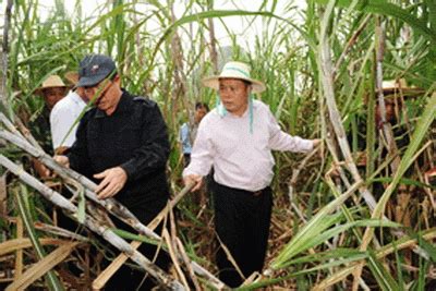 2016年全国各省甘蔗总产量分析_观研报告网