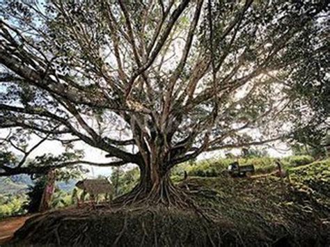 独木成林的大榕树高清图片下载-正版图片500901914-摄图网