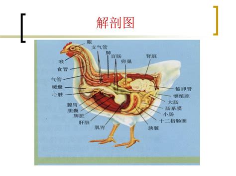 鸡的解剖图_word文档在线阅读与下载_无忧文档