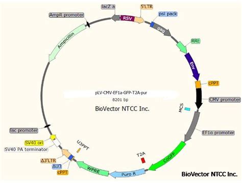 pLV-CMV-EF1a-GFP-T2A-Puro双启动子多基因表达载体-BioVector NTCC质粒载体菌种细胞蛋白抗体基因保藏中心 ...