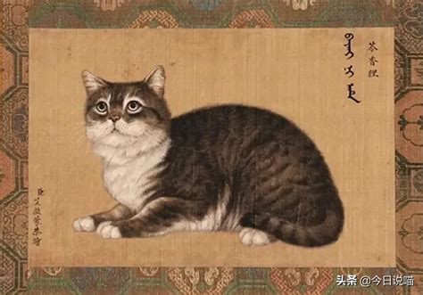 好听的女猫咪名字大全（好听又顺口的猫咪名字有哪些）- 1481百科网