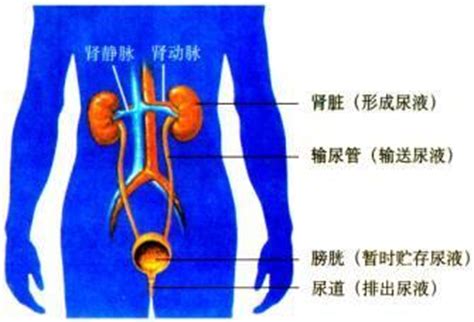 【附图】 图B：CT，间质性膀胱炎。男，63岁，尿频。尿痛；膀胱形态不规则，膀胱壁略增厚，可见多发小囊状灶轻度凸出于膀胱壁，分泌期可见对比剂 ...