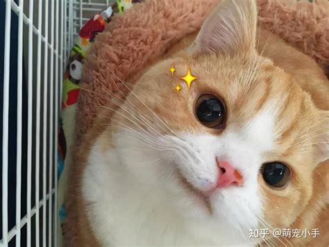 喜庆的宠物猫名 - 搞笑的宠物猫名字 - 香橙宝宝起名网