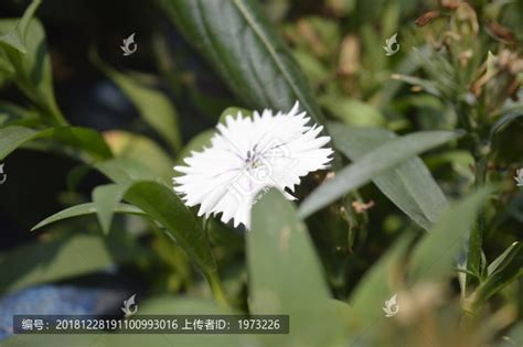 白色石竹花,花卉,植物花草,摄影,汇图网www.huitu.com