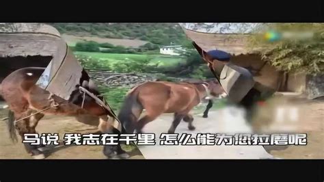 马和驴的视频