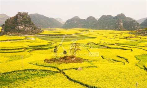 贵州六枝：油菜花开遍地金-人民图片网