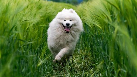 白犬 大狗 奔跑 绿色麦田 5K高清动物风景壁纸_图片编号333000-壁纸网