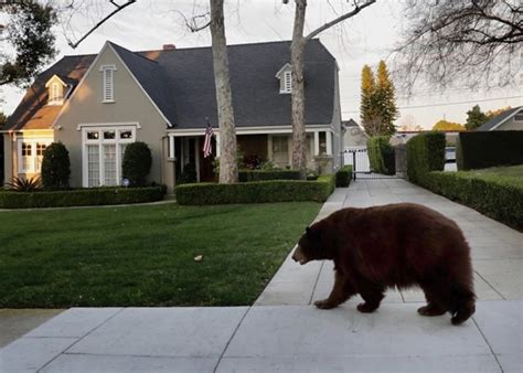 美国加州大黑熊闯入洛杉矶小镇到处闲逛 - 神秘的地球 科学|自然|地理|探索