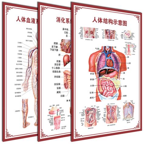 [人体内脏解剖系统示意图 - 医学骨骼肌肉器官血管血液结构图医院海报]- 轻舟网