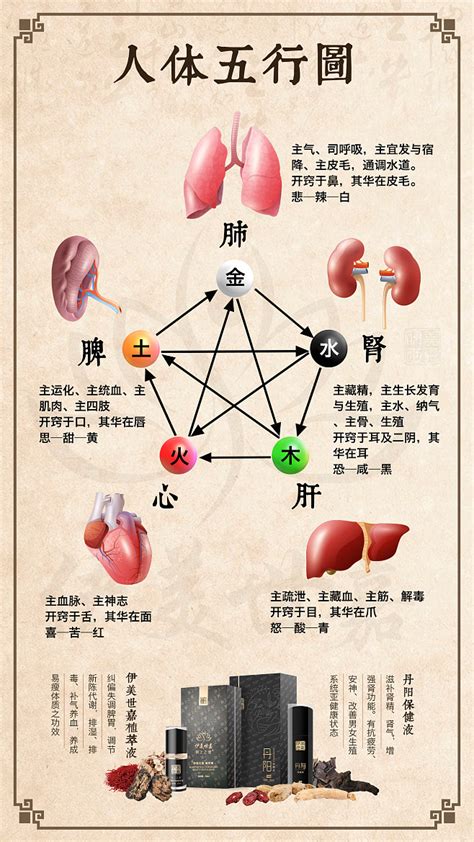 人体五脏六腑十二经络的干支八卦五行属性，以及它们的对应关系简表