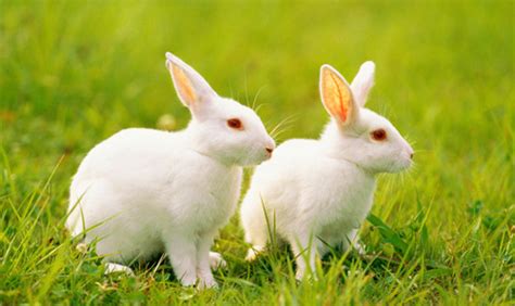 兔兔是什么 - 知百科