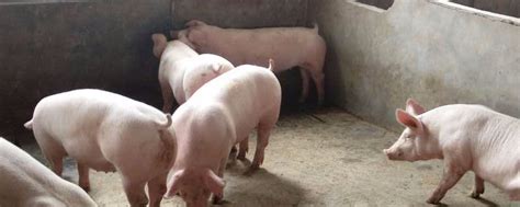 一头猪能出多少斤肉 - 农敢网