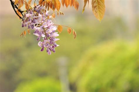 【紫藤花园摄影图片】生态摄影_太平洋电脑网摄影部落