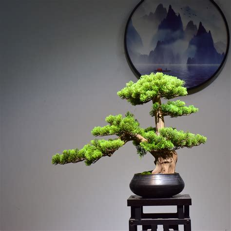 盆景迎客松图片