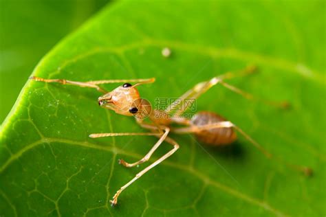 大型蚂蚁在叶子上高清图片下载-正版图片307229373-摄图网