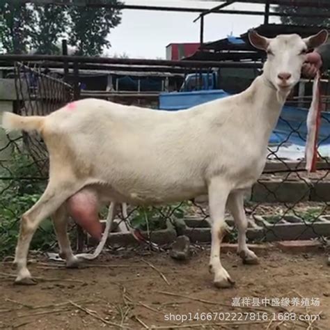 山西纯种奶山羊原产地 菏泽 萨能奶山羊-食品商务网