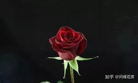 21朵红玫瑰花的含义和代表