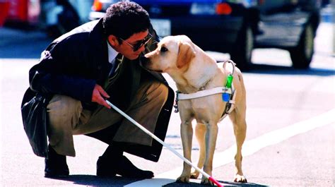 电影《小Q》：人与狗之间久违的忠诚和陪伴，让人暖心又感动__凤凰网