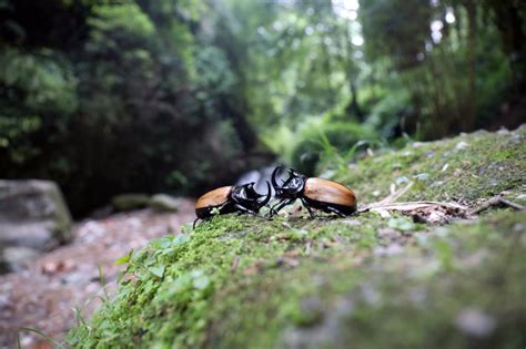 中国第二大甲虫！四川首次发现细角疣犀金龟|犀牛|金龟|三有名录_新浪新闻