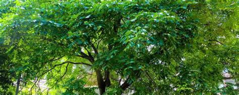 厦门常见树图片及名称,树木的种类名称及图片,厦门街道的绿化植物(第2页)_大山谷图库