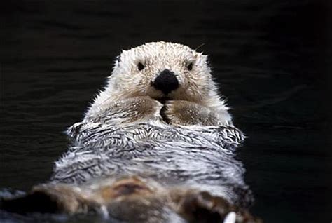 美加州近海小海獭躺妈妈身上一起游泳 温馨可爱（组图）-新闻中心-南海网